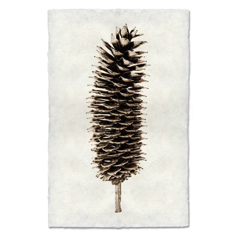 Sugar Pine Cone 1