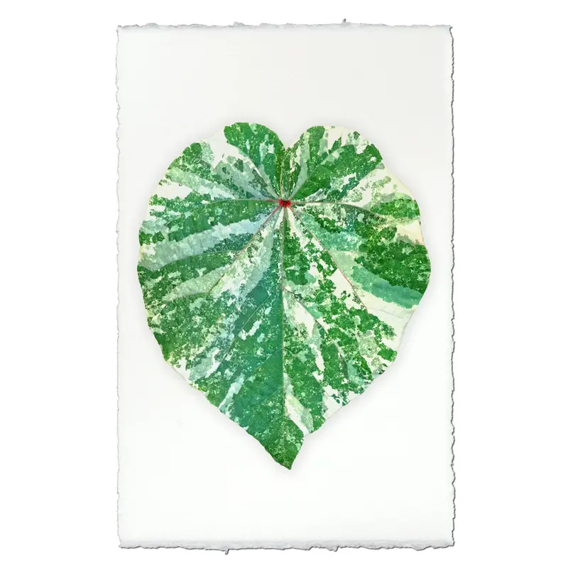 Tropical Leaf #1 1