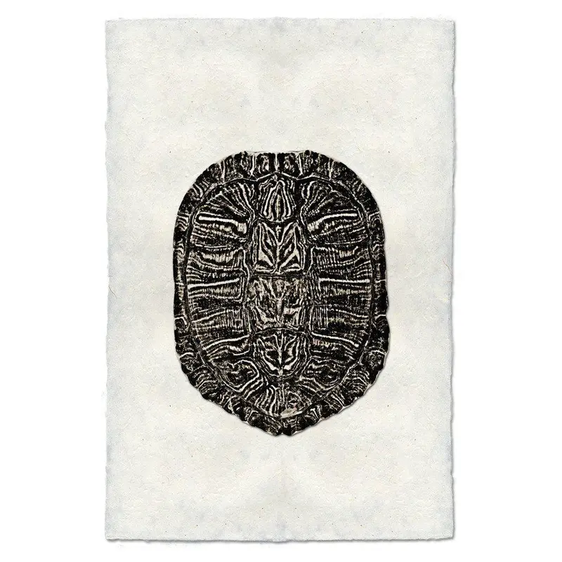 Turtle Shell #1 1