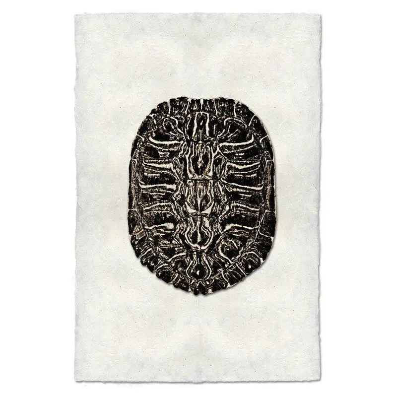 Turtle Shell #2 1