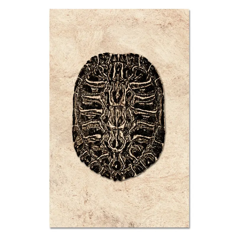 Turtle Shell #2 1