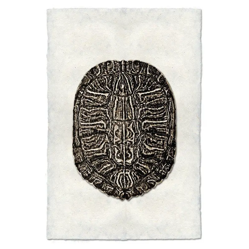 Turtle Shell #6 1