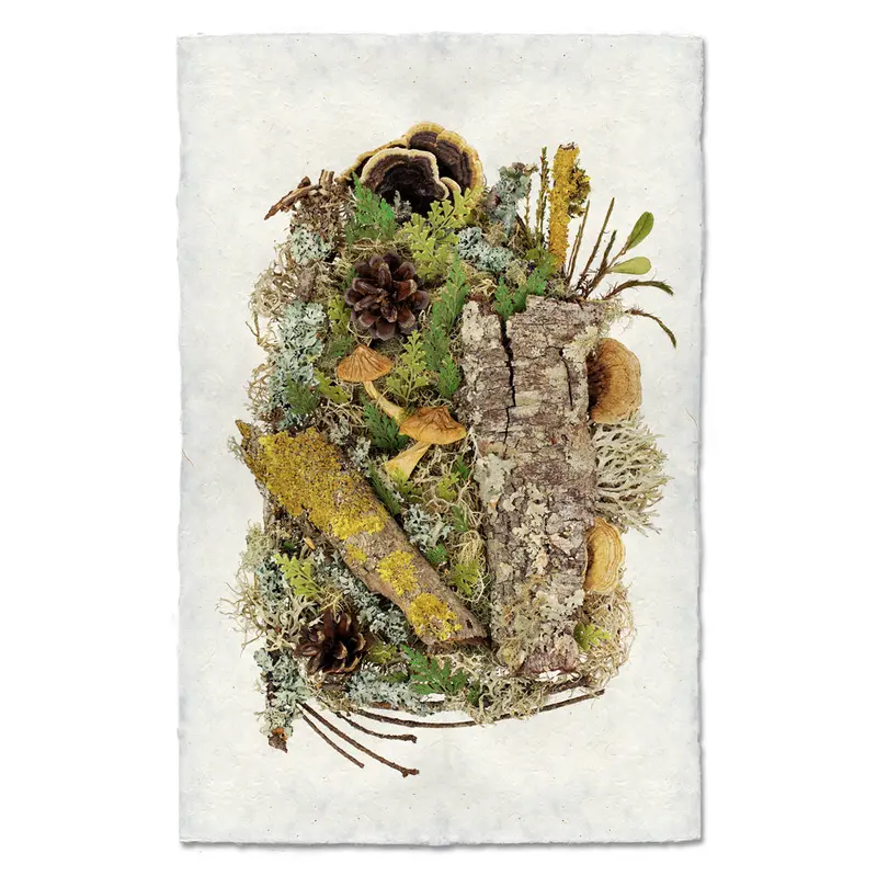 Woodland Collective 1